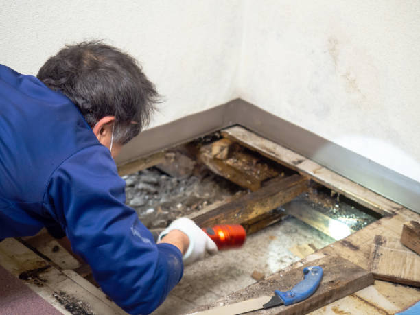 Why You Should Choose Our Mold Remediation Services in Watkins Glen, NY